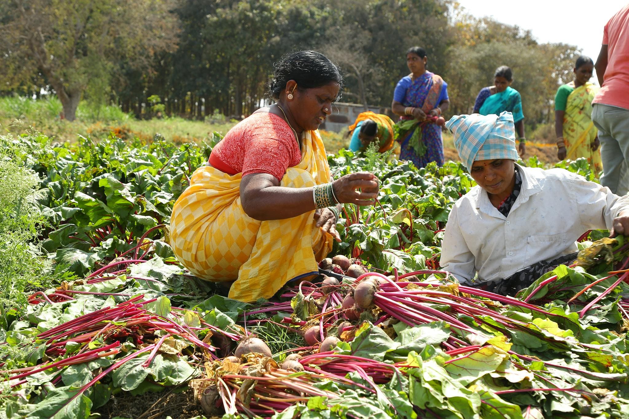 Harvesting For Good